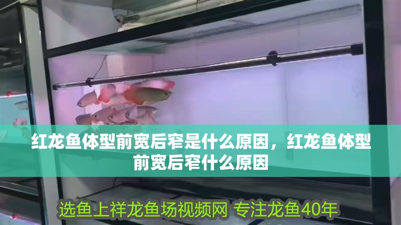 紅龍魚體型前寬后窄是什么原因，紅龍魚體型前寬后窄什么原因