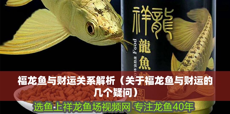 福龍魚與財(cái)運(yùn)關(guān)系解析（關(guān)于福龍魚與財(cái)運(yùn)的幾個(gè)疑問(wèn)）