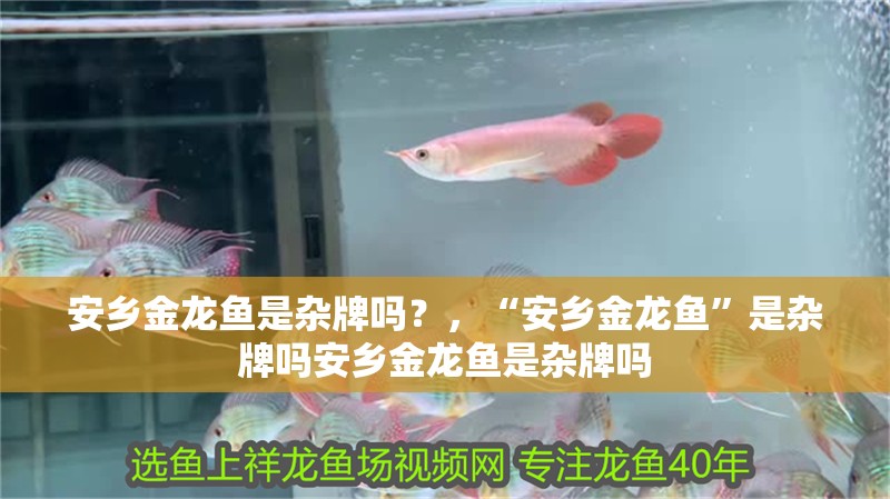 安鄉(xiāng)金龍魚是雜牌嗎？，“安鄉(xiāng)金龍魚”是雜牌嗎安鄉(xiāng)金龍魚是雜牌嗎