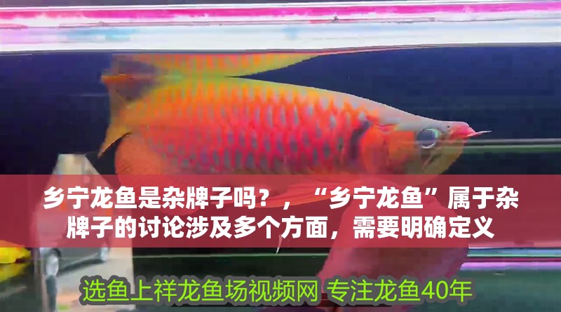 鄉寧龍魚是雜牌子嗎？，“鄉寧龍魚”屬于雜牌子的討論涉及多個方面，需要明確定義