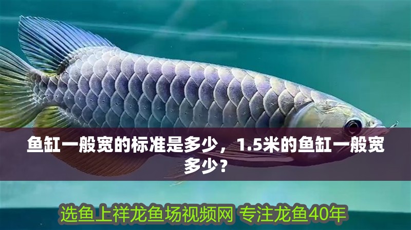 魚缸一般寬的標準是多少，1.5米的魚缸一般寬多少？
