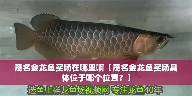 茂名金龍魚買場(chǎng)在哪里啊【茂名金龍魚買場(chǎng)具體位于哪個(gè)位置？】