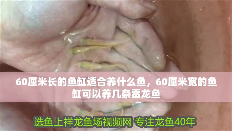 60厘米長的魚缸適合養什么魚，60厘米寬的魚缸可以養幾條雷龍魚