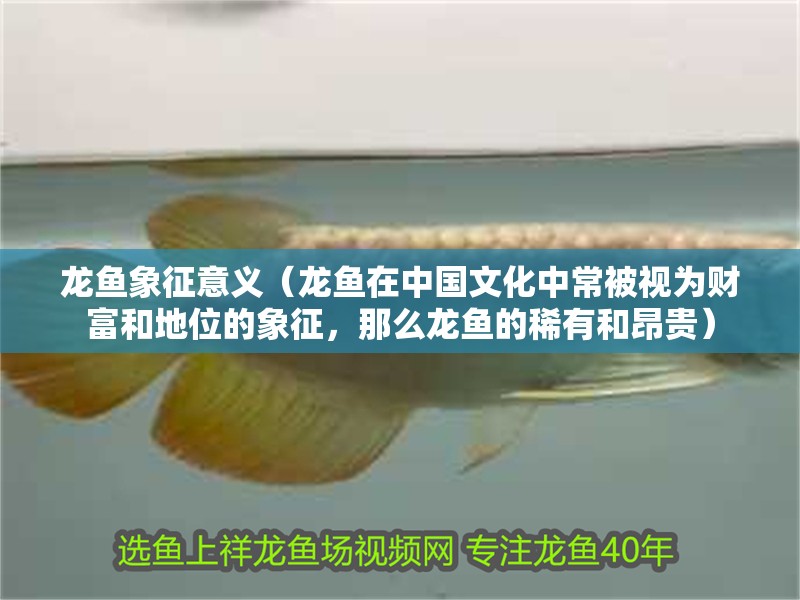 龍魚象征意義（龍魚在中國文化中常被視為財富和地位的象征，那么龍魚的稀有和昂貴）