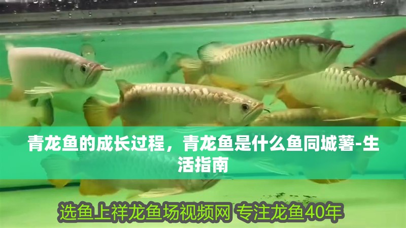 青龍魚的成長過程，青龍魚是什么魚同城薯-生活指南