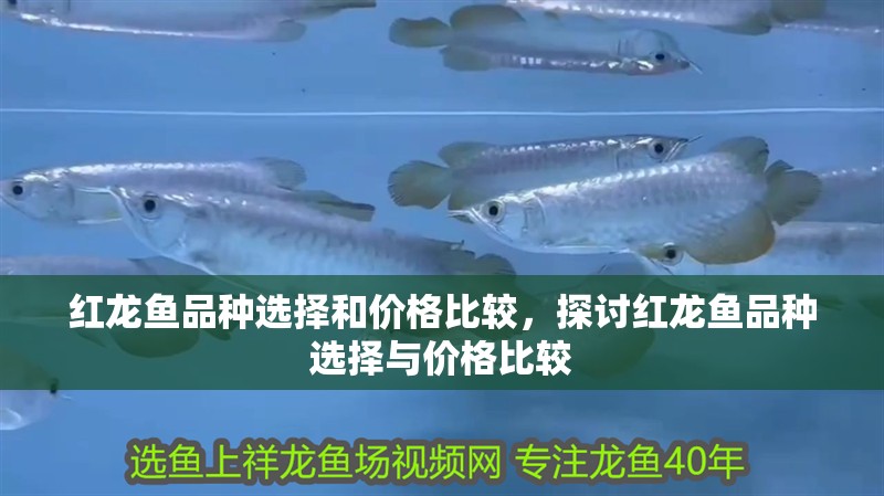 紅龍魚品種選擇和價格比較，探討紅龍魚品種選擇與價格比較