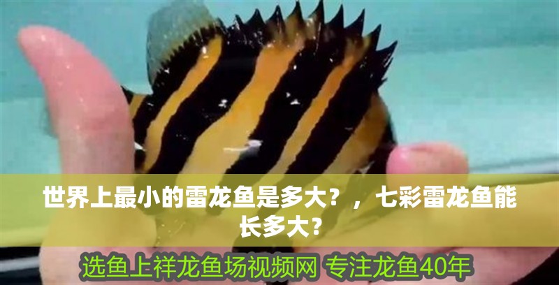 世界上最小的雷龍魚是多大？，七彩雷龍魚能長多大？