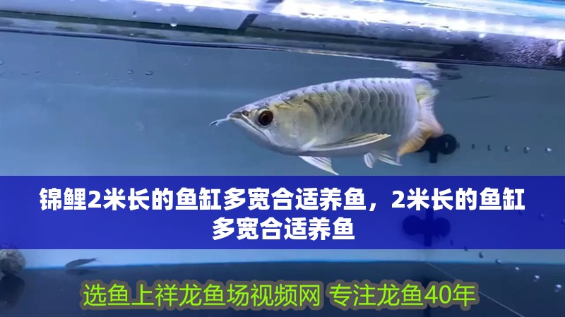 錦鯉2米長的魚缸多寬合適養魚，2米長的魚缸多寬合適養魚
