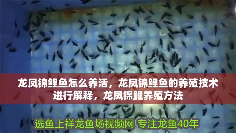 龍鳳錦鯉魚怎么養活，龍鳳錦鯉魚的養殖技術進行解釋，龍鳳錦鯉養殖方法