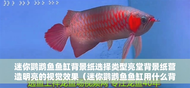 迷你鸚鵡魚魚缸背景紙選擇類型亮堂背景紙營造明亮的視覺效果（迷你鸚鵡魚魚缸用什么背景紙好？）