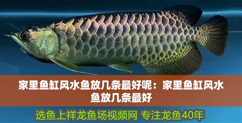 家里魚缸風水魚放幾條最好呢：家里魚缸風水魚放幾條最好