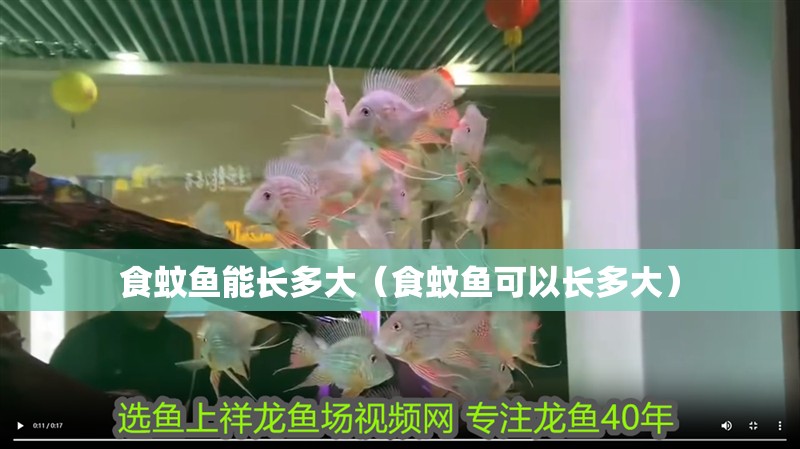食蚊魚能長多大（食蚊魚可以長多大）