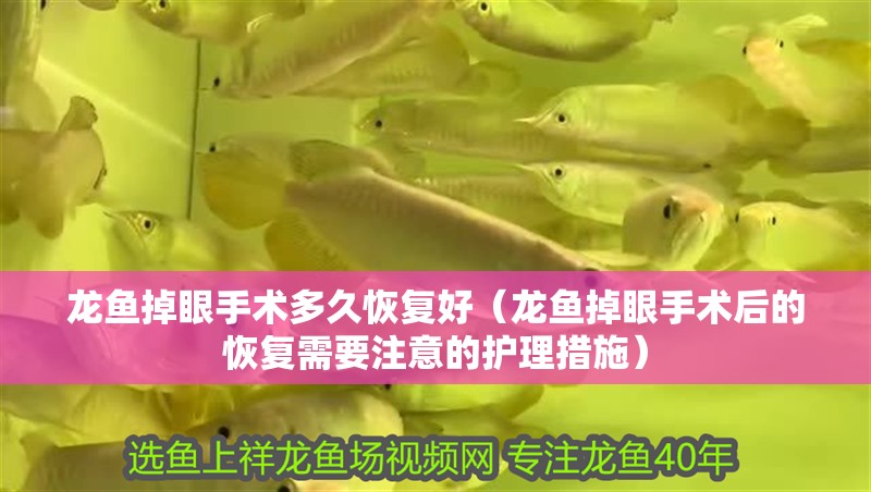 龍魚掉眼手術多久恢復好（龍魚掉眼手術后的恢復需要注意的護理措施）