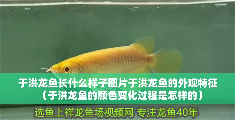 于洪龍魚長什么樣子圖片于洪龍魚的外觀特征（于洪龍魚的顏色變化過程是怎樣的）