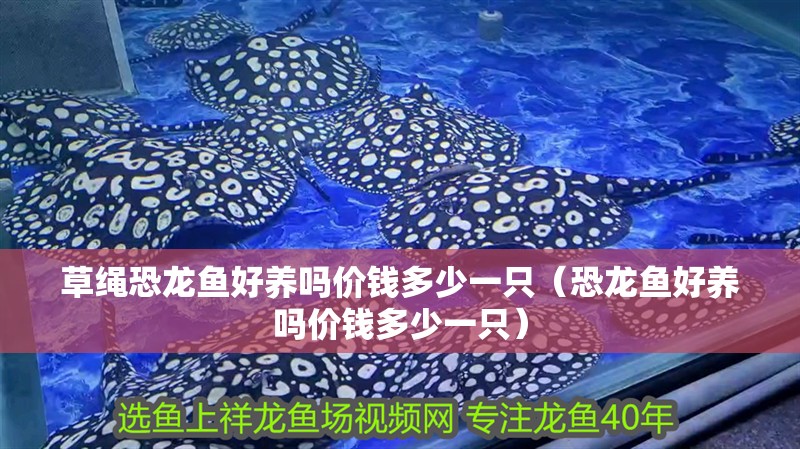 草繩恐龍魚好養嗎價錢多少一只（恐龍魚好養嗎價錢多少一只）