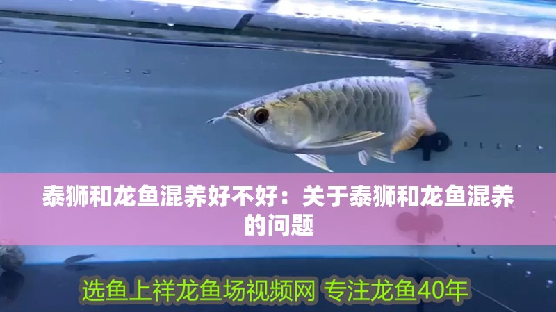 泰獅和龍魚混養好不好：關于泰獅和龍魚混養的問題