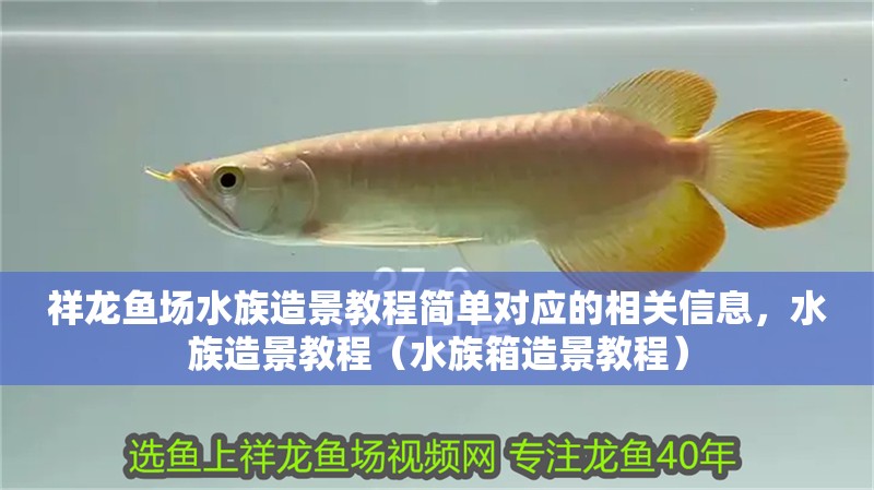 祥龍魚場水族造景教程簡單對應的相關信息，水族造景教程（水族箱造景教程）