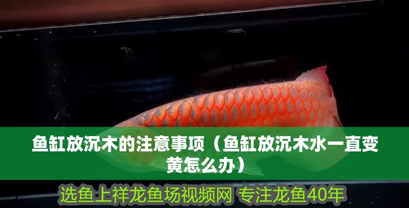 魚缸放沉木的注意事項（魚缸放沉木水一直變黃怎么辦）
