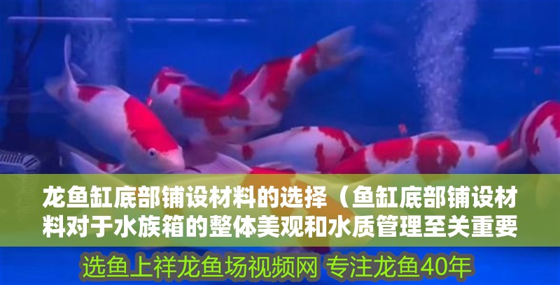 龍魚缸底部鋪設材料的選擇（魚缸底部鋪設材料對于水族箱的整體美觀和水質管理至關重要）