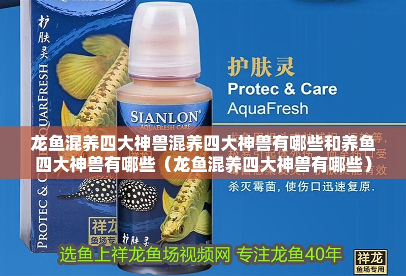 龍魚混養四大神獸混養四大神獸有哪些和養魚四大神獸有哪些（龍魚混養四大神獸有哪些）