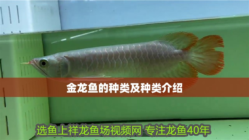 金龍魚的種類及種類介紹