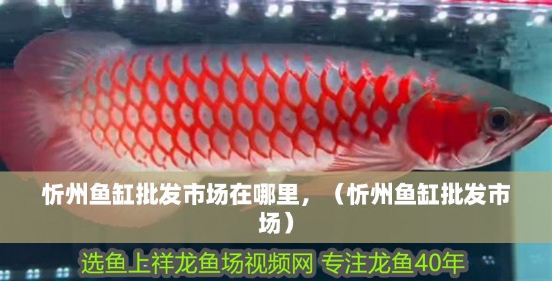 忻州魚缸批發市場在哪里，（忻州魚缸批發市場）