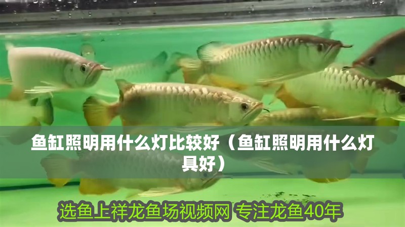 魚缸照明用什么燈比較好（魚缸照明用什么燈具好）