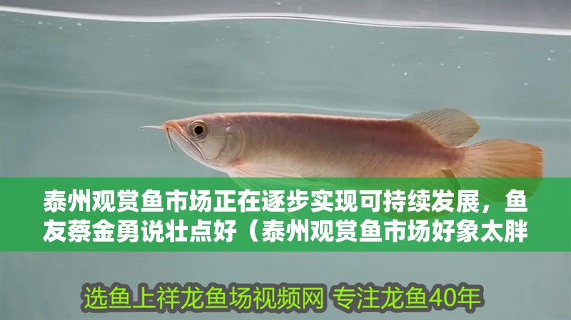 <strong><mark>泰州</mark></strong>觀賞魚市場正在逐步實現可持續發展，魚友蔡金勇說壯點好（<strong><mark>泰州</mark></strong>觀賞魚市場好象太胖了）