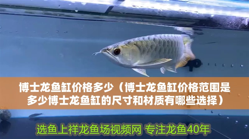 博士龍魚缸價格多少（博士龍魚缸價格范圍是多少博士龍魚缸的尺寸和材質有哪些選擇）