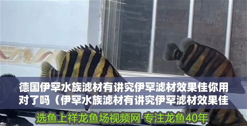 德國伊罕水族濾材有講究伊罕濾材效果佳你用對了嗎（伊罕水族濾材有講究伊罕濾材效果佳你用對了嗎）