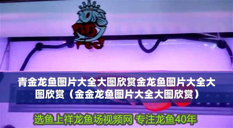 青金龍魚圖片大全大圖欣賞金龍魚圖片大全大圖欣賞（金金龍魚圖片大全大圖欣賞）