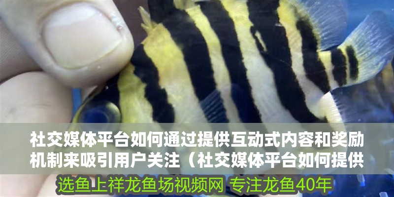 社交媒體平臺如何通過提供互動式內(nèi)容和獎勵機制來吸引用戶關(guān)注（社交媒體平臺如何提供互動式內(nèi)容和獎勵機制）