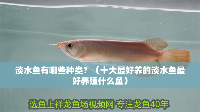 淡水魚有哪些種類？（十大最好養的淡水魚最好養殖什么魚）