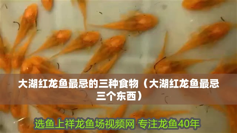 大湖紅龍魚最忌的三種食物（大湖紅龍魚最忌三個東西）