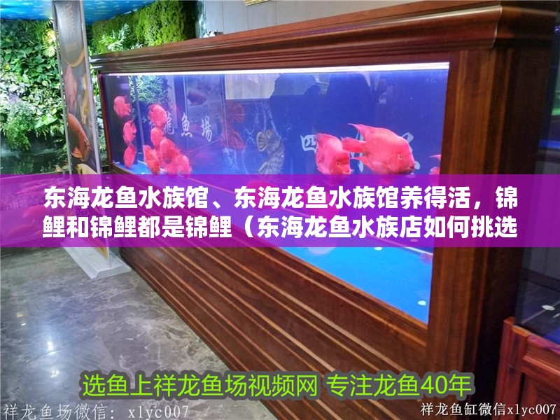 東海龍魚水族館、東海龍魚水族館養(yǎng)得活，錦鯉和錦鯉都是錦鯉（東海龍魚水族店如何挑選）