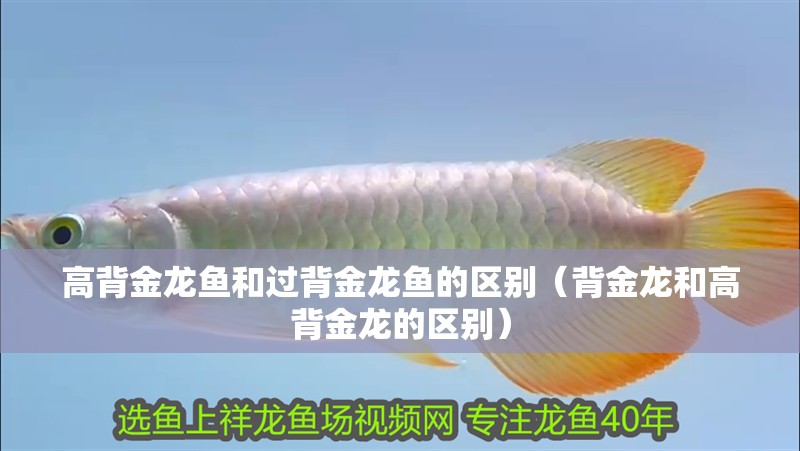 高背金龍魚和過背金龍魚的區別（背金龍和高背金龍的區別）