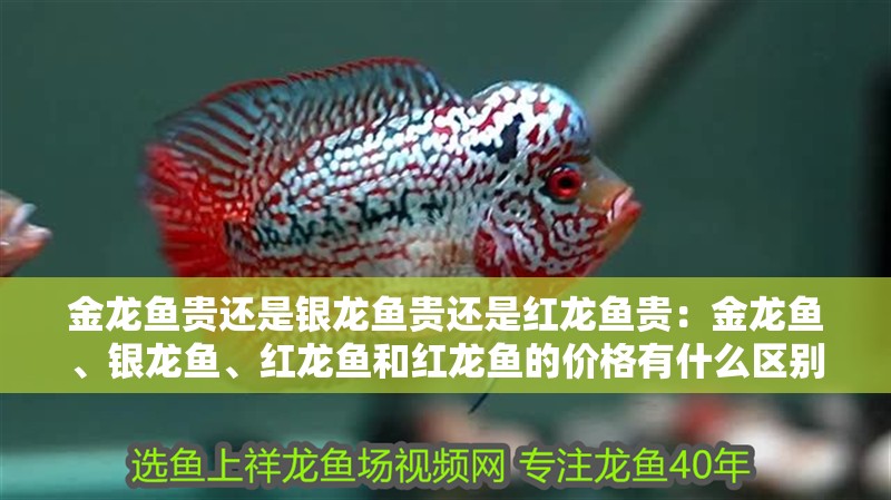 金龍魚貴還是銀龍魚貴還是紅龍魚貴：金龍魚、銀龍魚、紅龍魚和紅龍魚的價格有什么區別