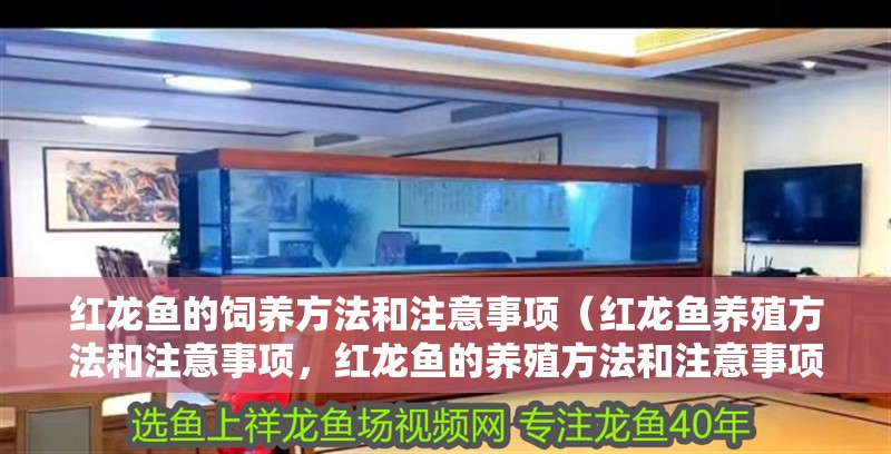 紅龍魚的飼養(yǎng)方法和注意事項(xiàng)（紅龍魚養(yǎng)殖方法和注意事項(xiàng)，紅龍魚的養(yǎng)殖方法和注意事項(xiàng)）