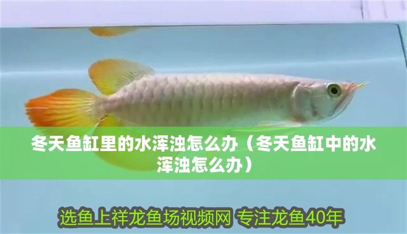 冬天魚缸里的水渾濁怎么辦（冬天魚缸中的水渾濁怎么辦）