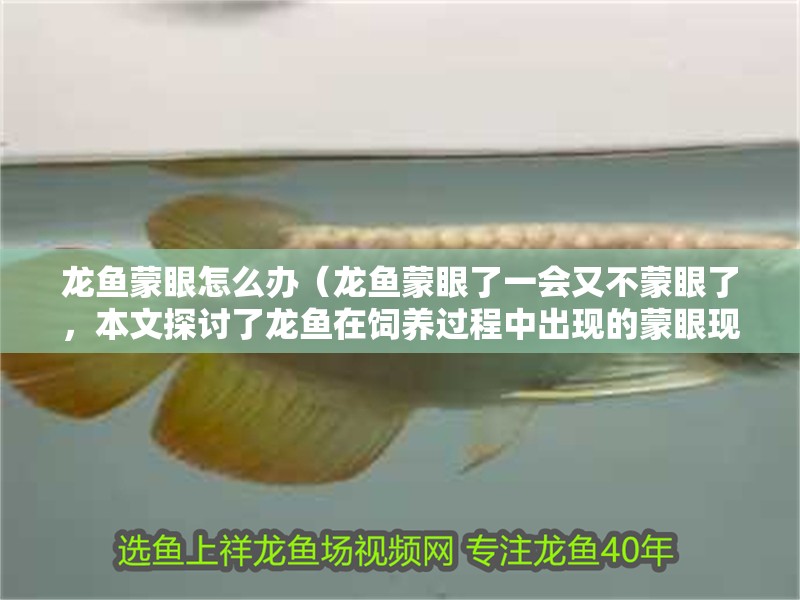 龍魚蒙眼怎么辦（龍魚蒙眼了一會又不蒙眼了，本文探討了龍魚在飼養過程中出現的蒙眼現象）