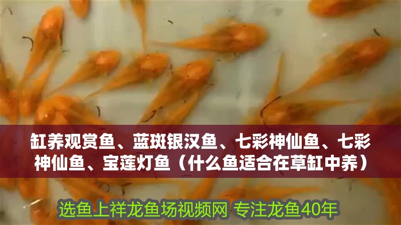 缸養觀賞魚、藍斑銀漢魚、七彩神仙魚、七彩神仙魚、寶蓮燈魚（什么魚適合在草缸中養）