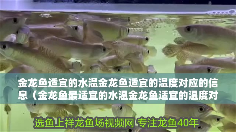 金龍魚適宜的水溫金龍魚適宜的溫度對應(yīng)的信息（金龍魚最適宜的水溫金龍魚適宜的溫度對應(yīng)的餌料是什么）