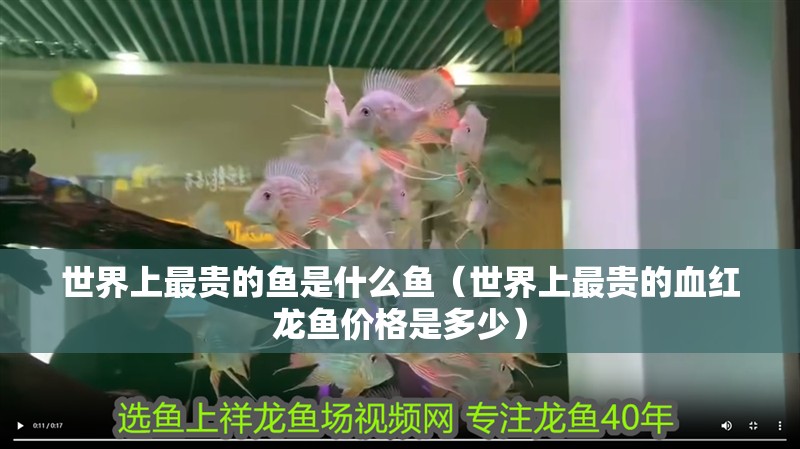 世界上最貴的魚是什么魚（世界上最貴的血紅龍魚價格是多少）