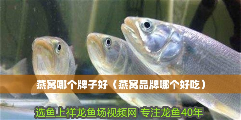 燕窩哪個牌子好（燕窩品牌哪個好吃）