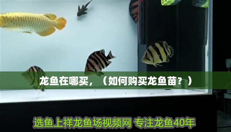 龍魚在哪買，（如何購買龍魚苗？）