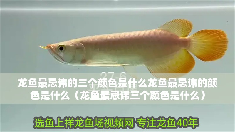 龍魚最忌諱的三個(gè)顏色是什么龍魚最忌諱的顏色是什么（龍魚最忌諱三個(gè)顏色是什么）