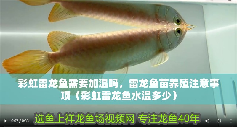 彩虹雷龍魚需要加溫嗎，雷龍魚苗養(yǎng)殖注意事項（彩虹雷龍魚水溫多少）