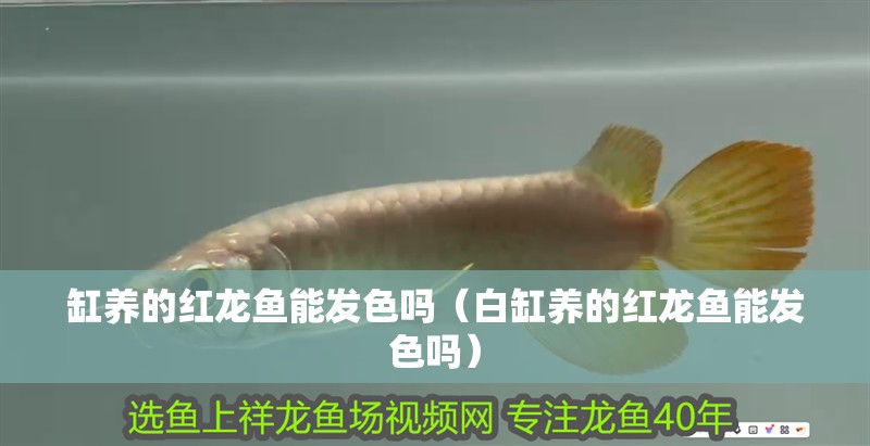 缸養(yǎng)的紅龍魚能發(fā)色嗎（白缸養(yǎng)的紅龍魚能發(fā)色嗎）
