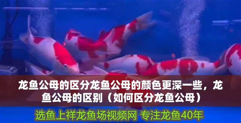 龍魚公母的區(qū)分龍魚公母的顏色更深一些，龍魚公母的區(qū)別（如何區(qū)分龍魚公母）