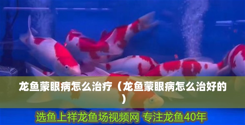 龍魚蒙眼病怎么治療（龍魚蒙眼病怎么治好的）
